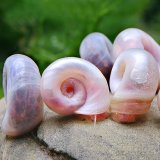 5x Rosa Posthornschnecke